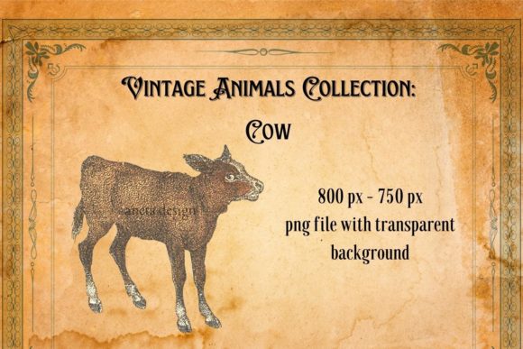 Charming Vintage Cow Illustration: A Timeless Design Asset