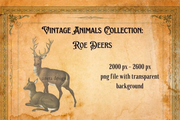 Timeless Charm: The Vintage Roe Deer Illustration