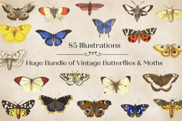 Timeless Elegance: Vintage Butterflies Illustrations in Design
