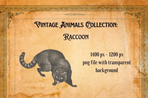 Vintage Raccoon Illustration: A Charming Design Asset
