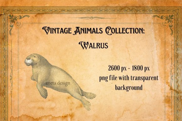 Vintage Walrus Illustration: A Timeless Design Asset